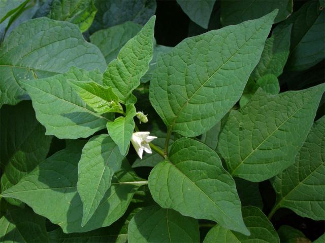 Mochyně židovská (Physalis alkekensis L.)