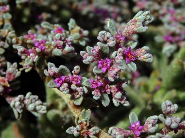 Galenia papulosa (Eckl. & Zeyh.) Sond.