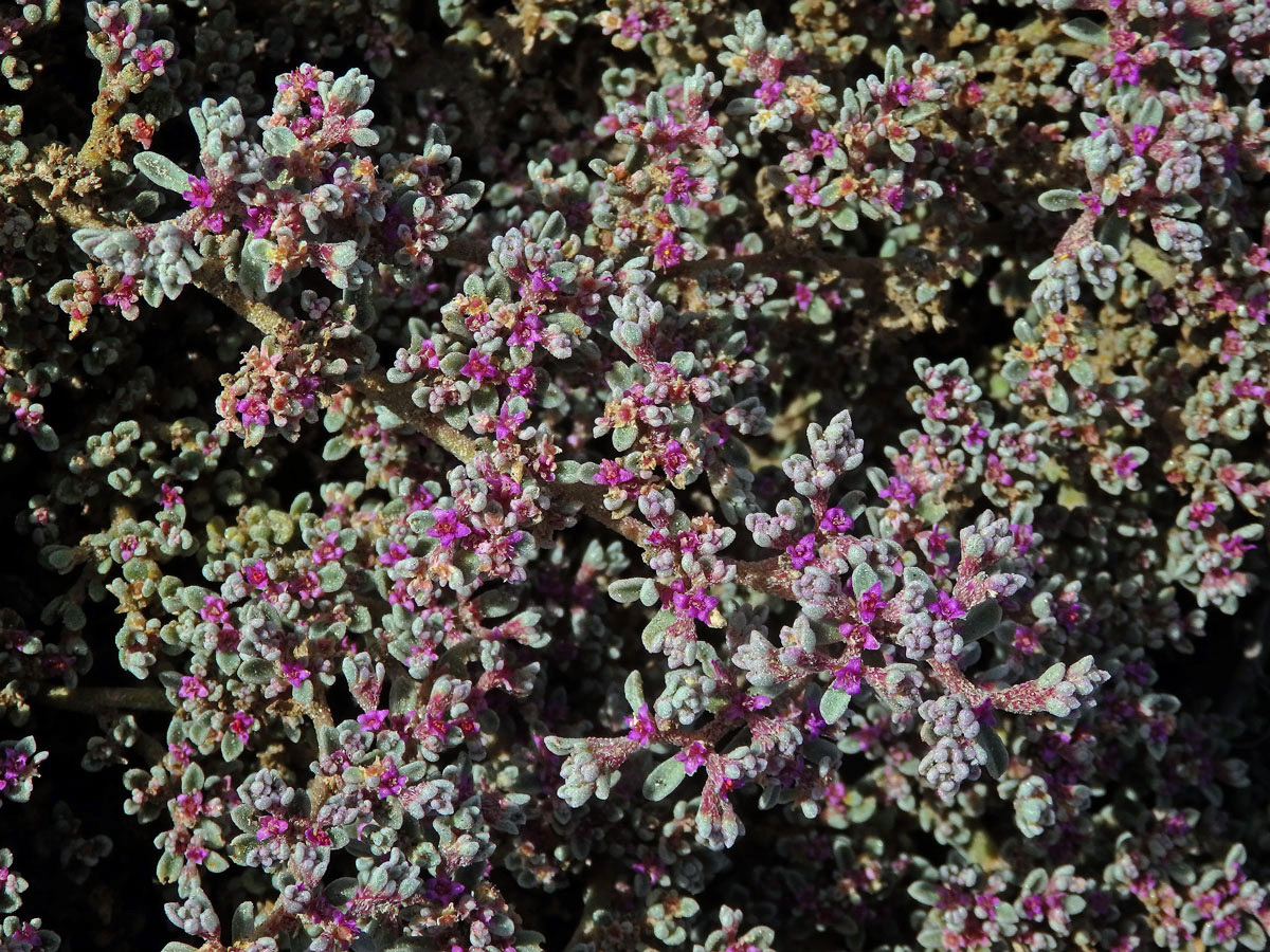 Galenia papulosa (Eckl. & Zeyh.) Sond.