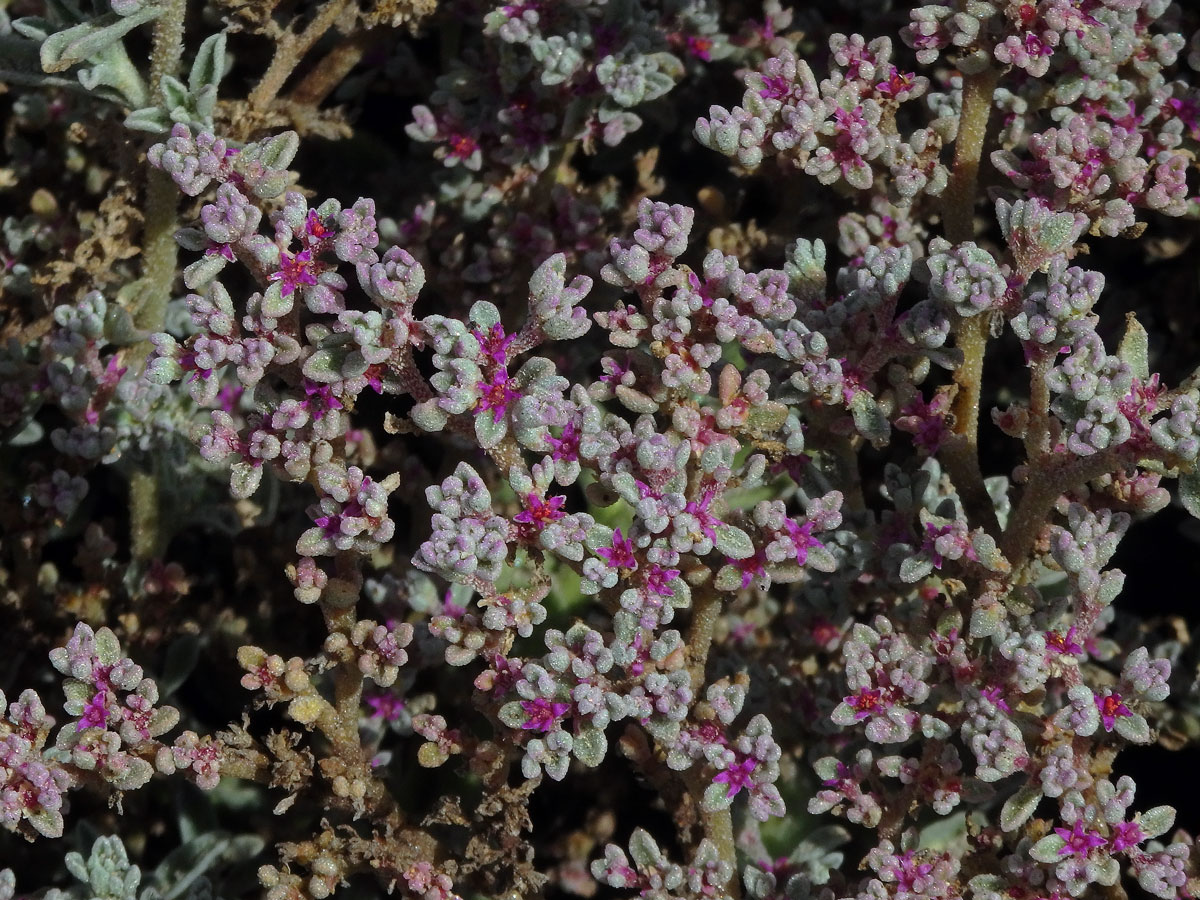 Galenia papulosa (Eckl. & Zeyh.) Sond.