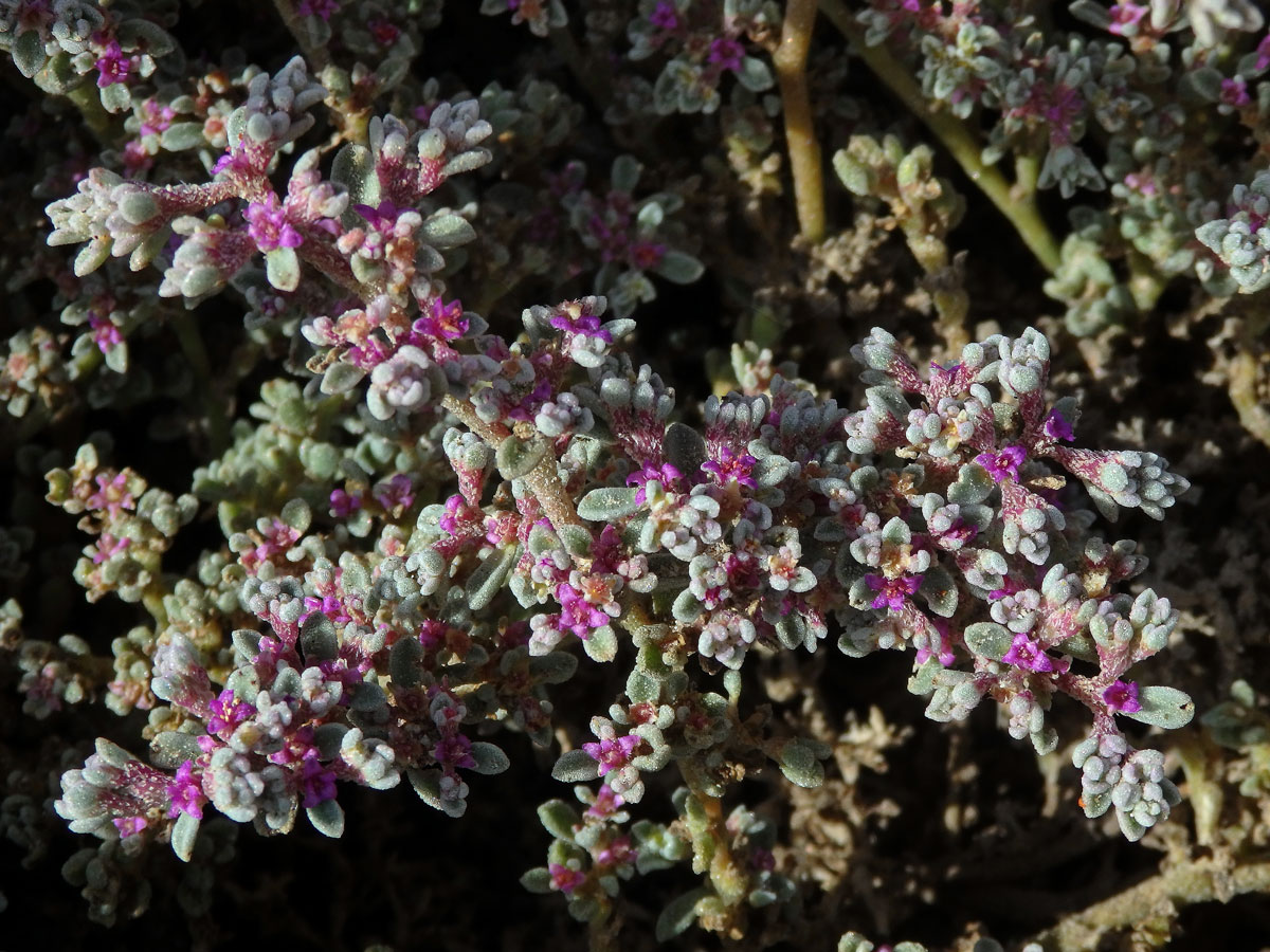 Galenia papulosa (Eckl. & Zeyh.) Sond.