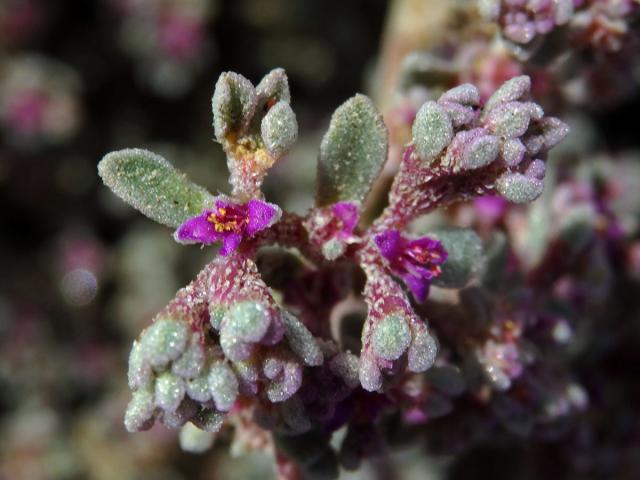 Galenia papulosa (Eckl. & Zeyh.) Sond.