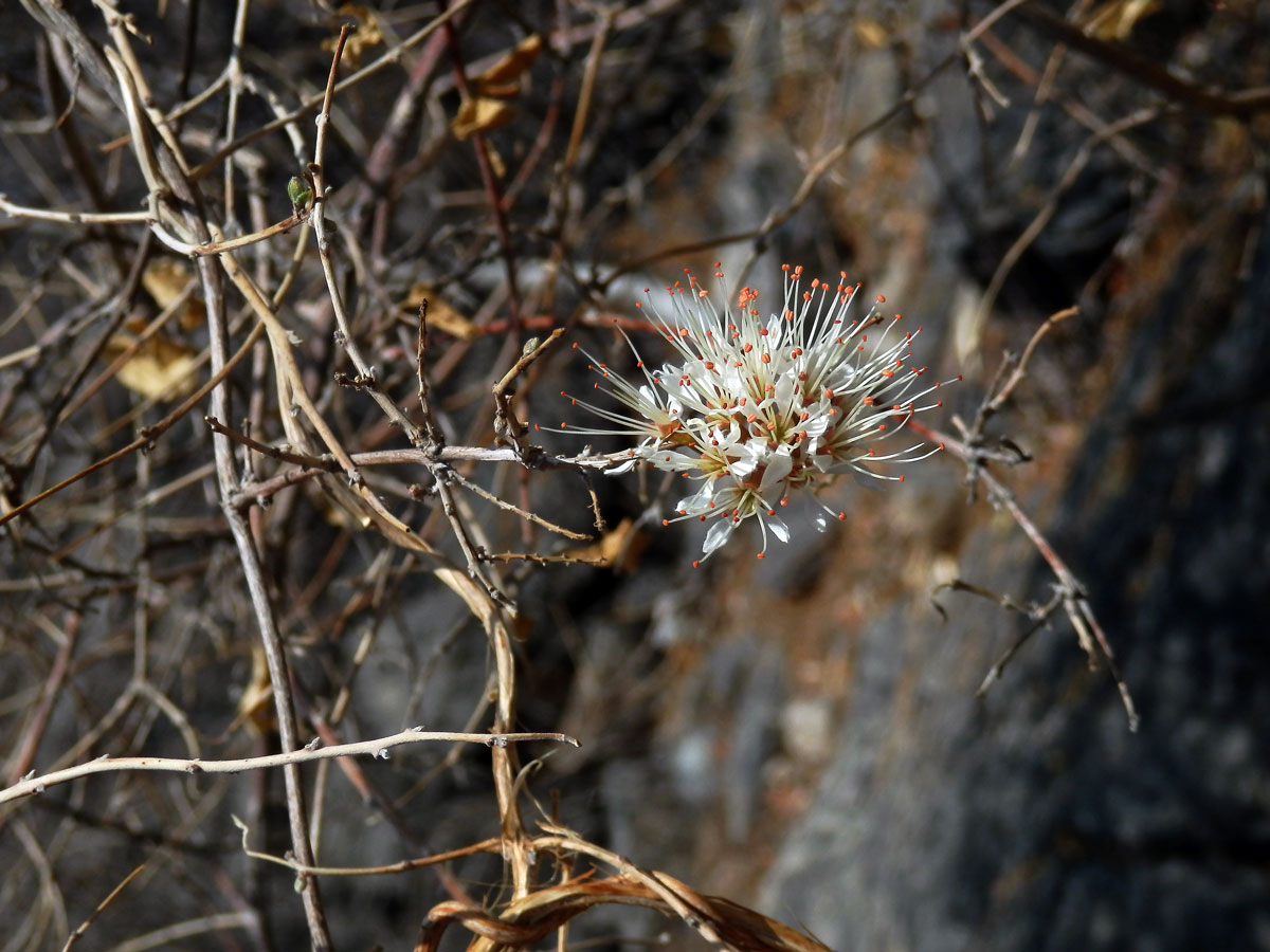 Combretum mossambicense (Klotzsch) Engl.