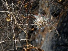 Combretum mossambicense (Klotzsch) Engl.   