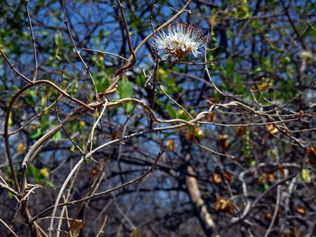 Combretum mossambicense (Klotzsch) Engl.