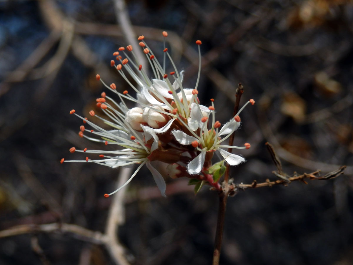 Combretum mossambicense (Klotzsch) Engl.