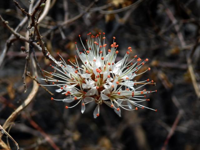 Combretum mossambicense (Klotzsch) Engl.