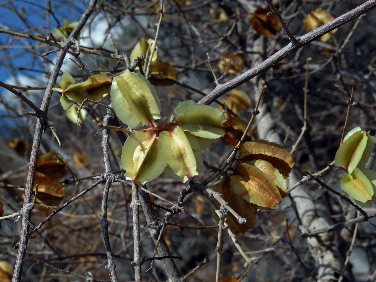 Combretum mossambicense (Klotzsch) Engl.