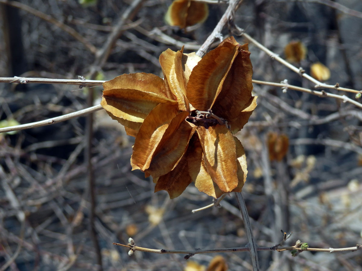 Combretum mossambicense (Klotzsch) Engl.