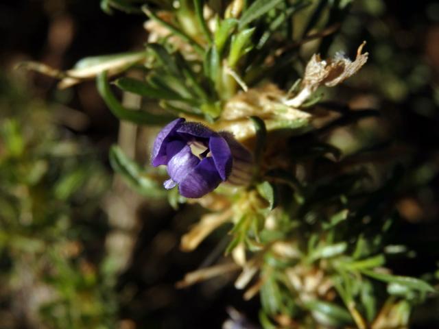 Aptosimum spinescens (Thunb.) F. E. Weber