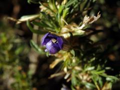 Aptosimum spinescens (Thunb.) F. E. Weber   