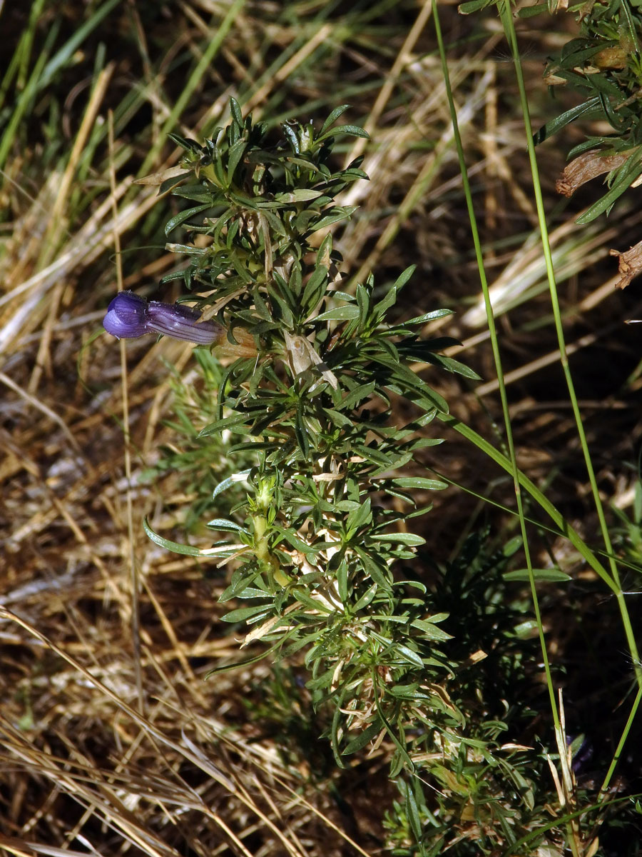 Aptosimum spinescens (Thunb.) F. E. Weber