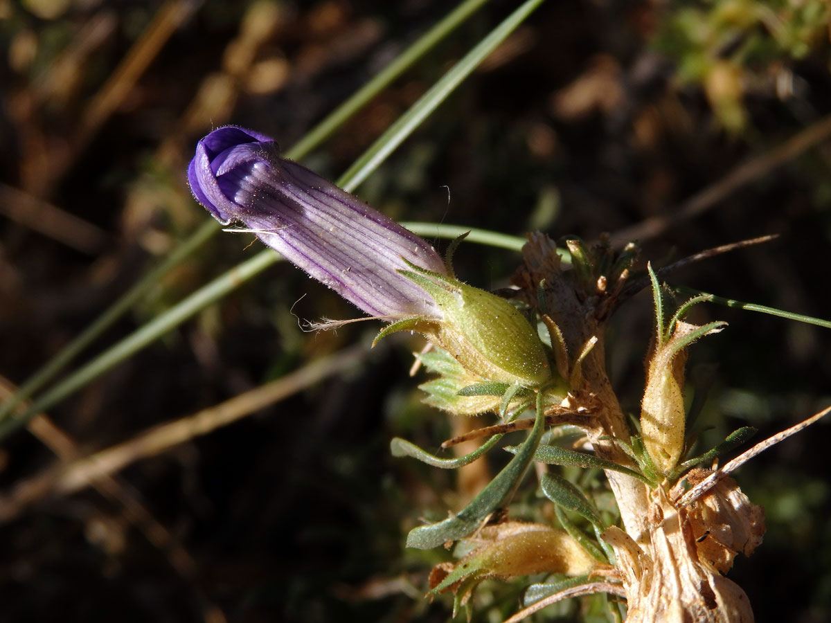 Aptosimum spinescens (Thunb.) F. E. Weber