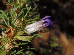Aptosimum spinescens (Thunb.) F. E. Weber
