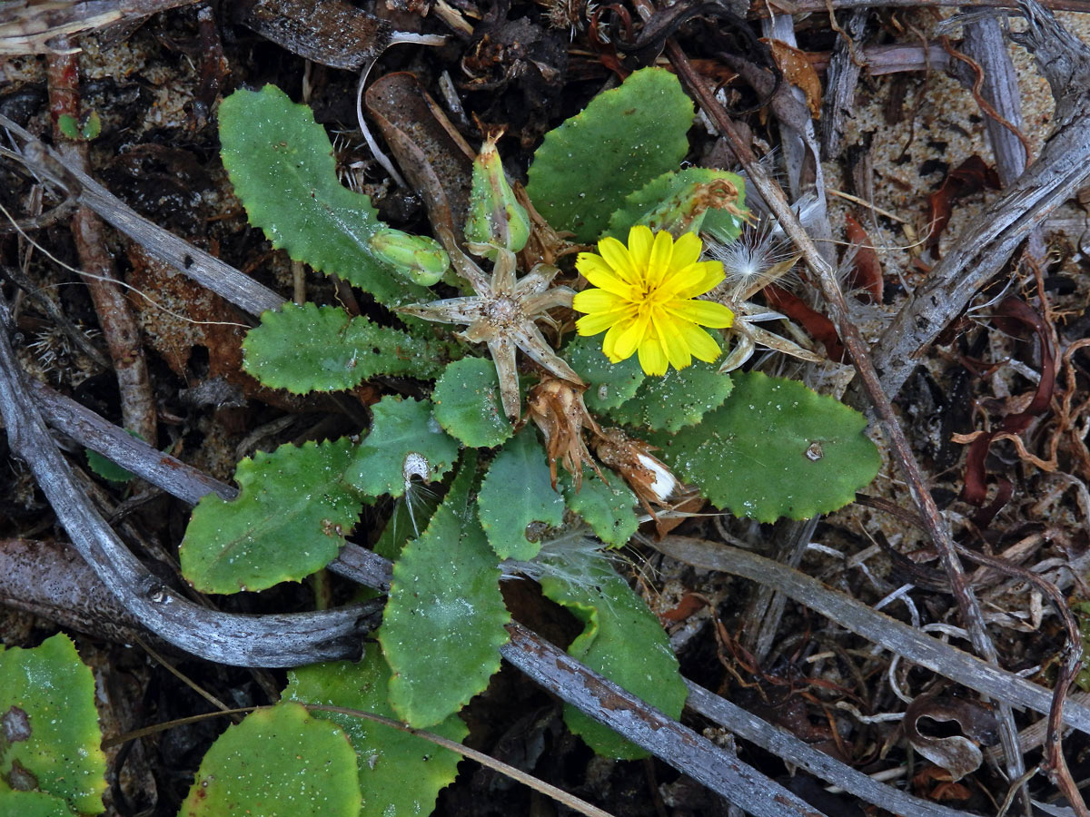 Launaea sarmentosa (Willd.) Sch. Bip. ex Kuntze