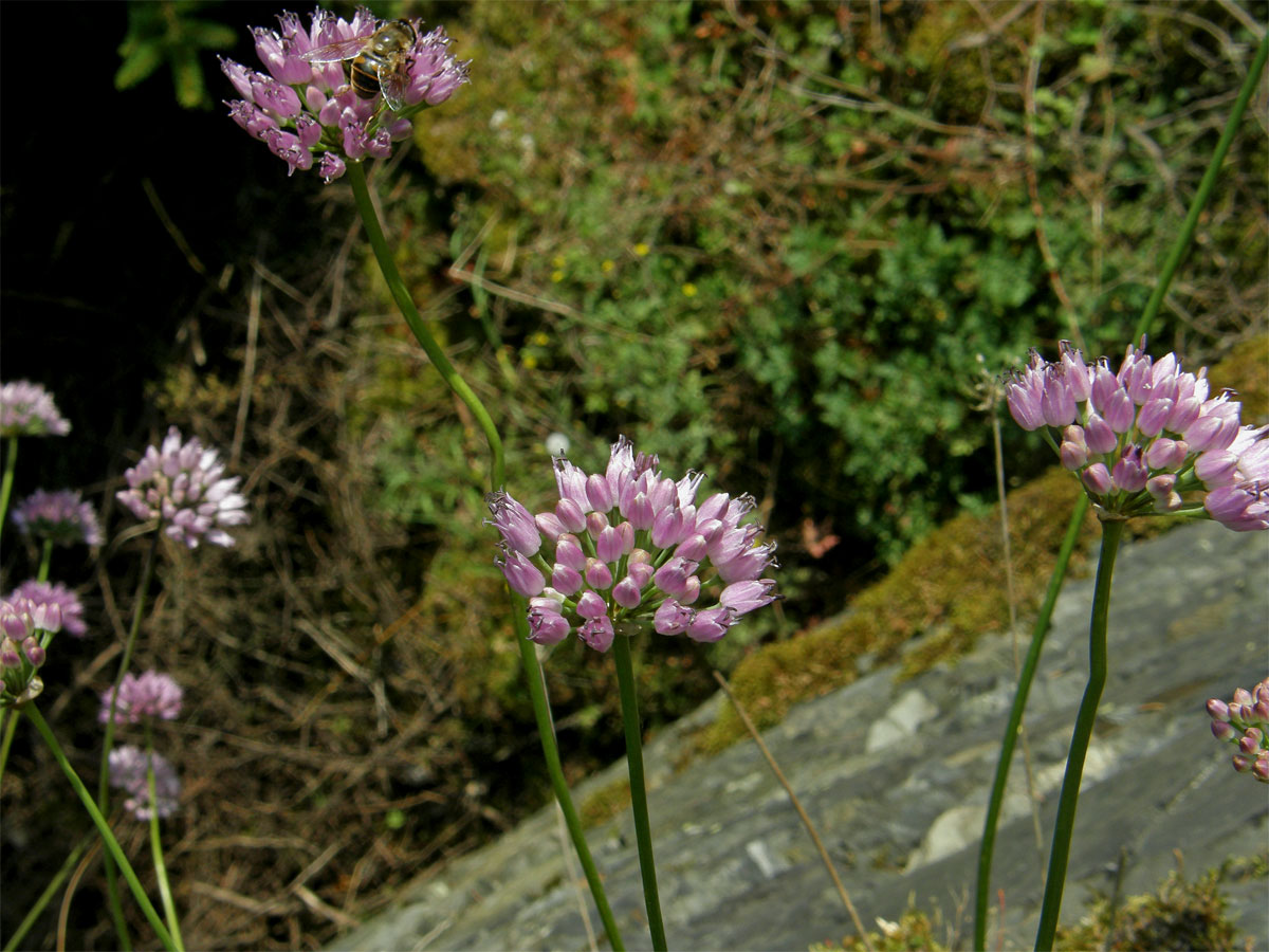 Česnek šerý horský (Allium senescens L., subsp. montanum (Fries) Holub)
