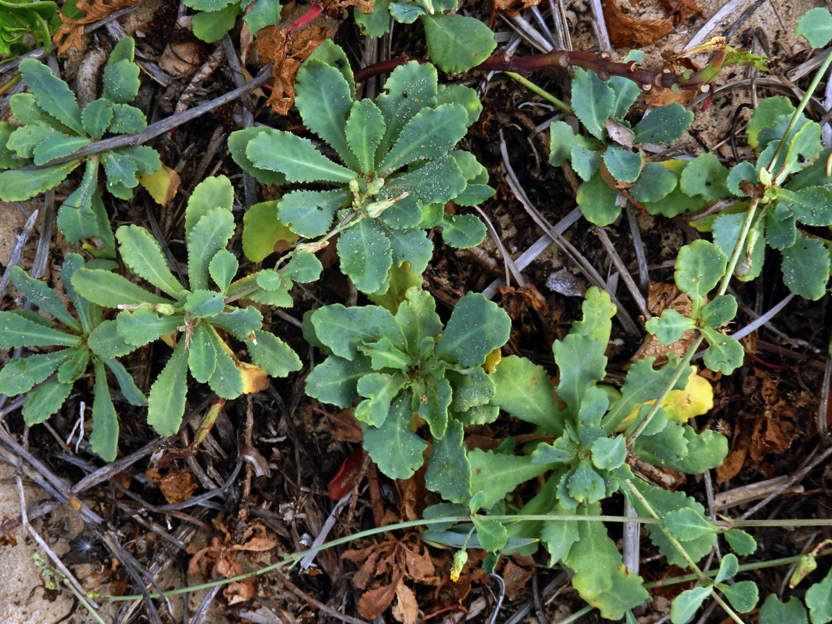 Launaea sarmentosa (Willd.) Sch. Bip. ex Kuntze