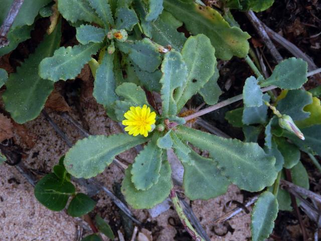 Launaea sarmentosa (Willd.) Sch. Bip. ex Kuntze