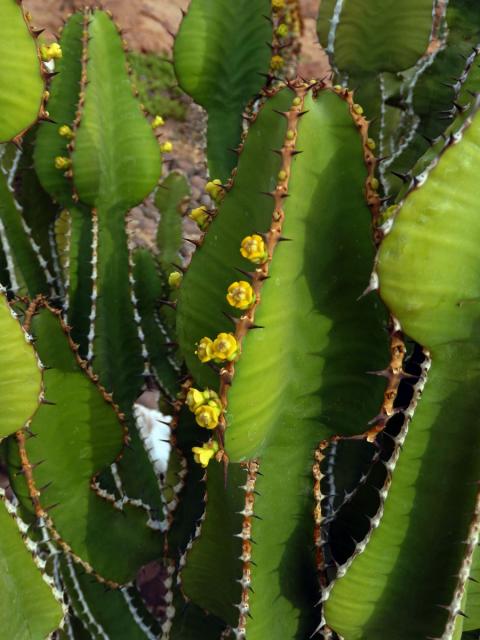 Pryšec (Euphorbia avasmontana Dinter)