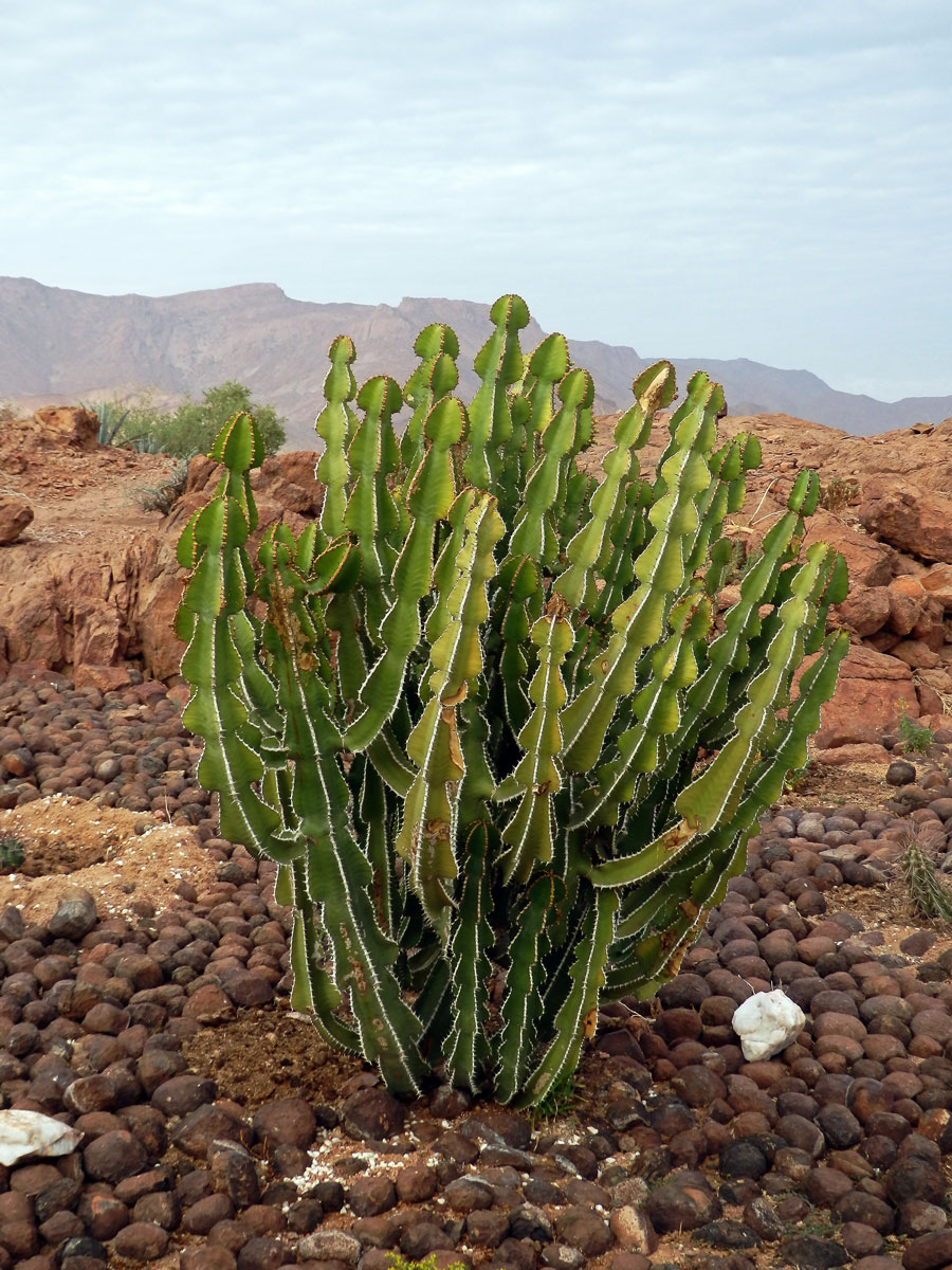 Pryšec (Euphorbia avasmontana Dinter)