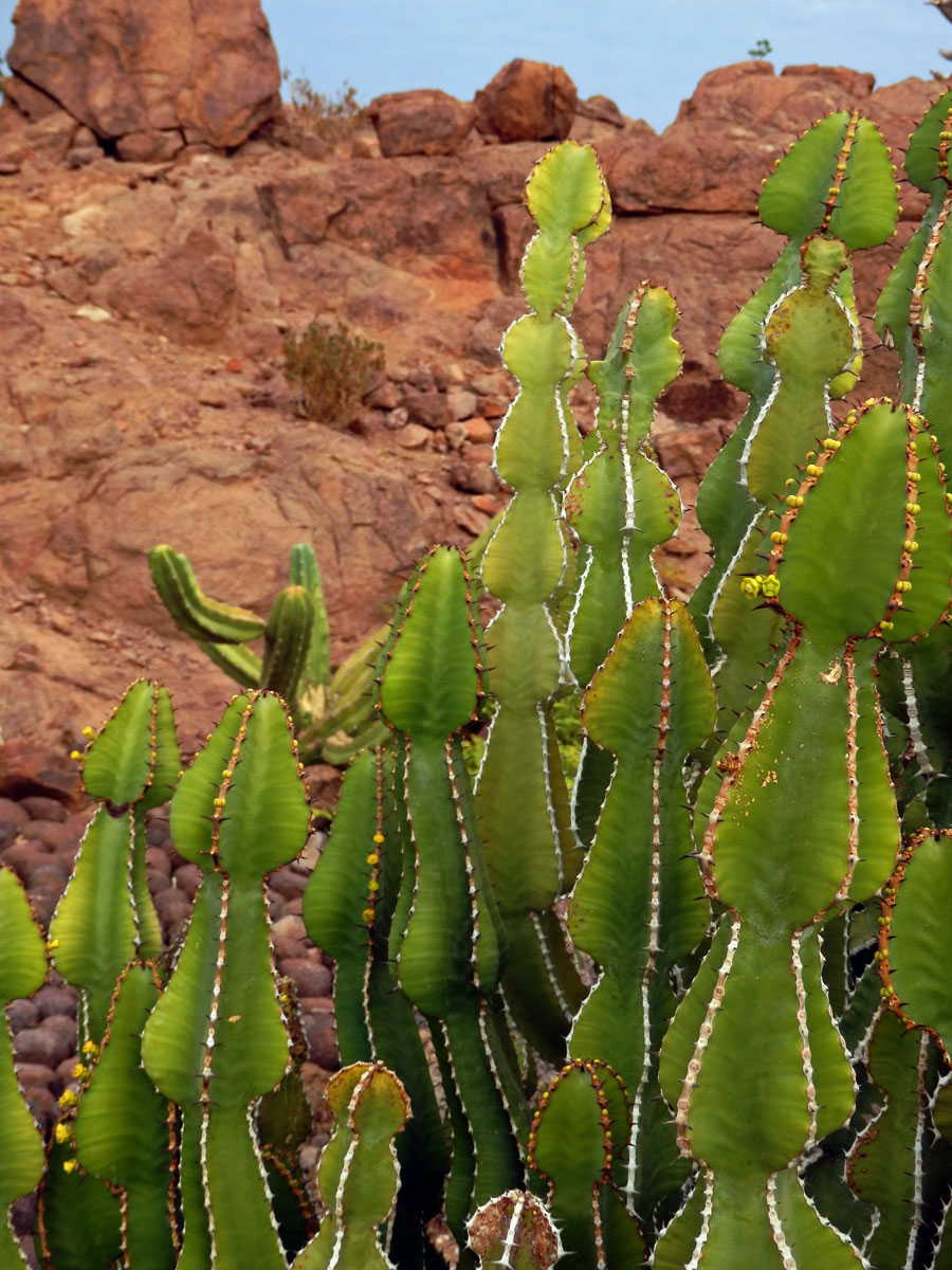 Pryšec (Euphorbia avasmontana Dinter)