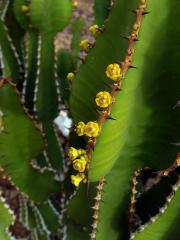 Pryšec (Euphorbia avasmontana Dinter)