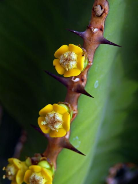 Pryšec (Euphorbia avasmontana Dinter)