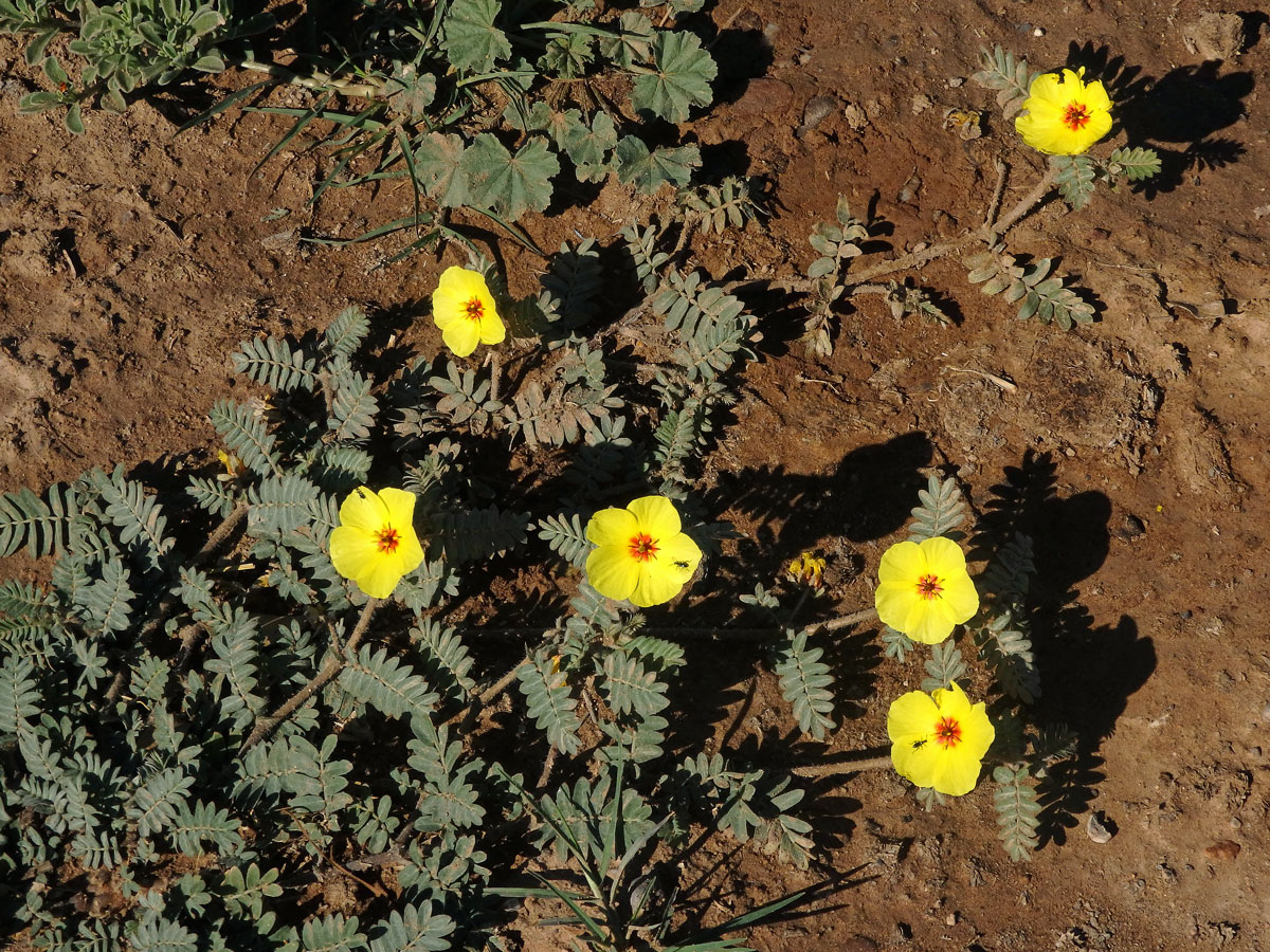 Kotvičník (Tribulus zeyheri Sond.)