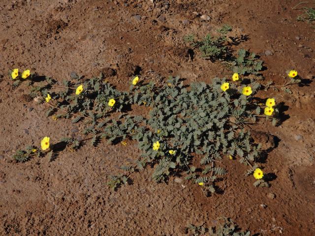 Kotvičník (Tribulus zeyheri Sond.)