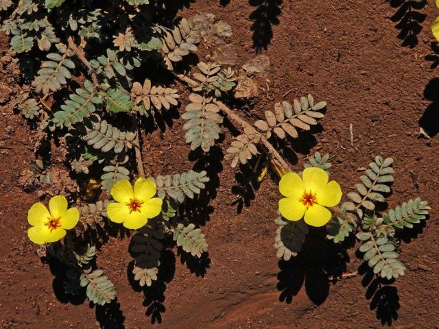 Kotvičník (Tribulus zeyheri Sond.)