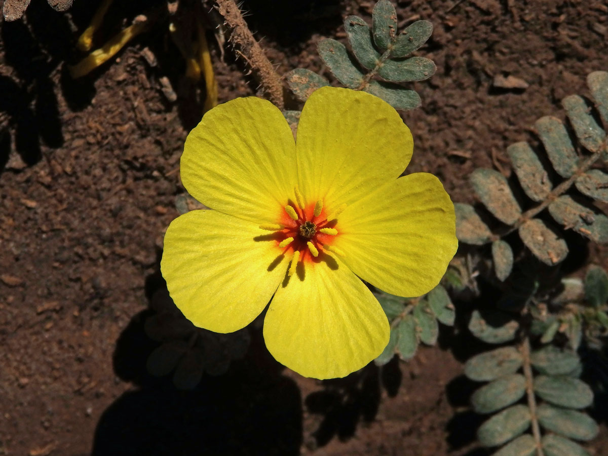 Kotvičník (Tribulus zeyheri Sond.)