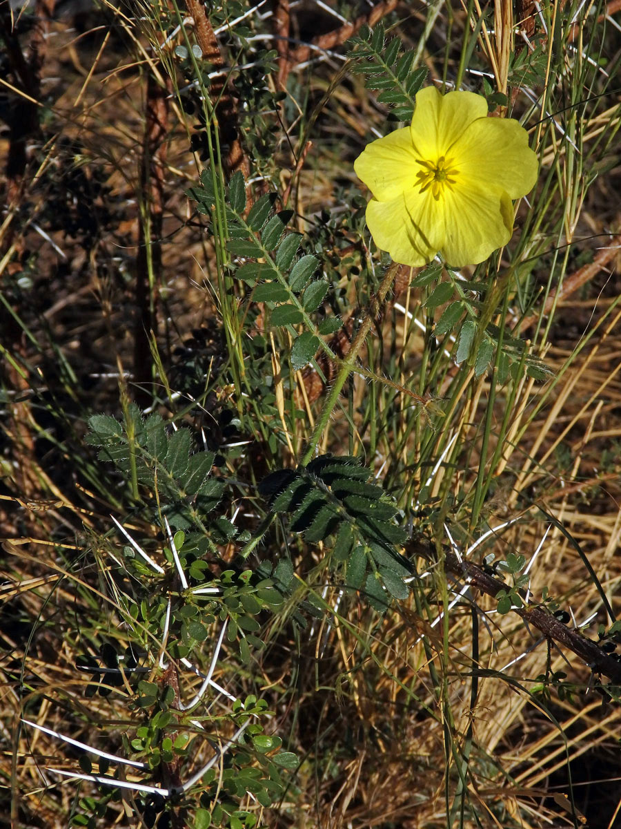 Kotvičník (Tribulus zeyheri Sond.)