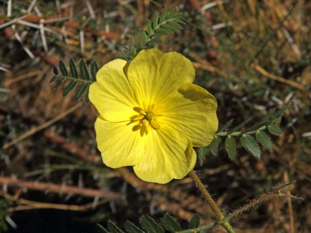 Kotvičník (Tribulus zeyheri Sond.)