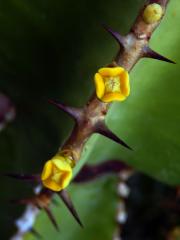 Pryšec (Euphorbia avasmontana Dinter) s čtyřčetnými květy (1b)