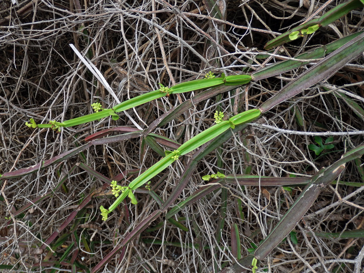 Cissus quadrangularis L.