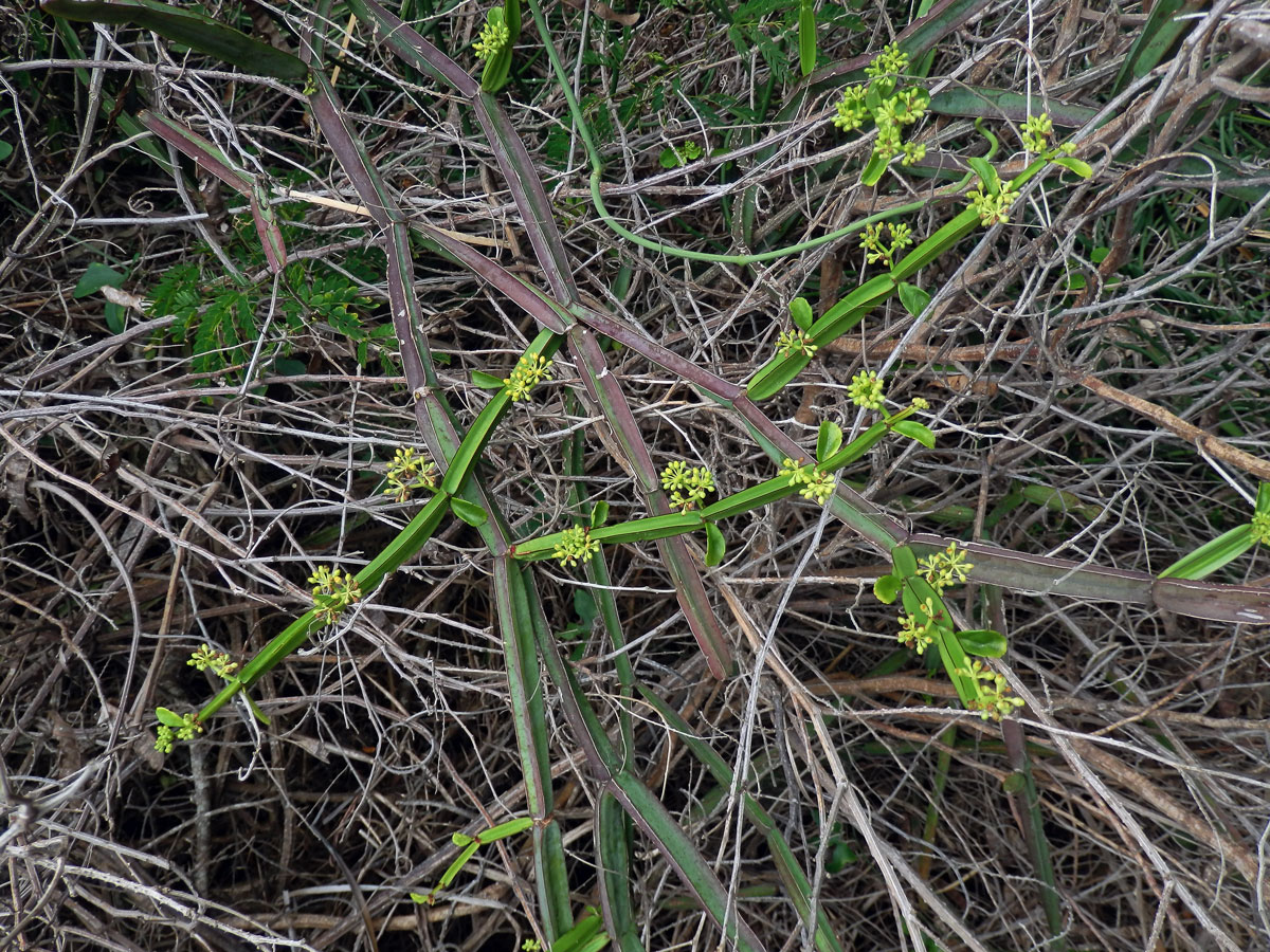 Cissus quadrangularis L.