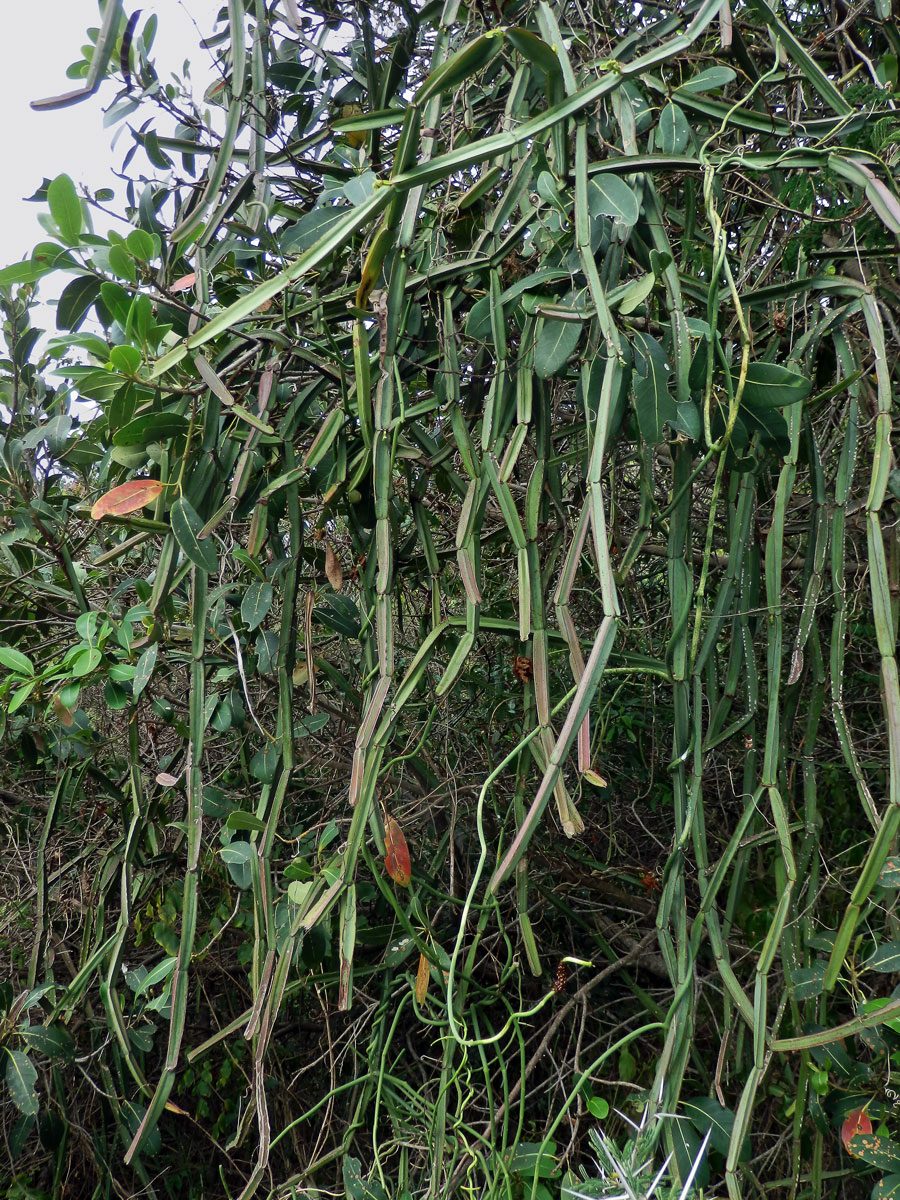 Cissus quadrangularis L.