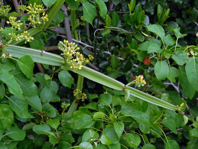 Cissus quadrangularis L.