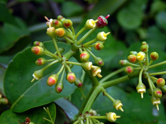 Cissus quadrangularis L.