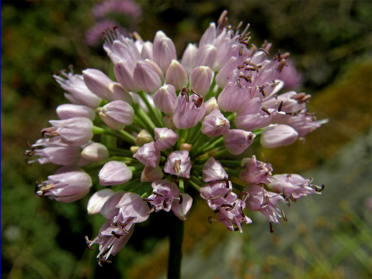 Česnek šerý horský (Allium senescens L., subsp. montanum (Fries) Holub)