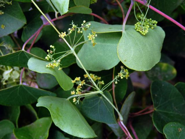 Cissampelos pareira Linn.