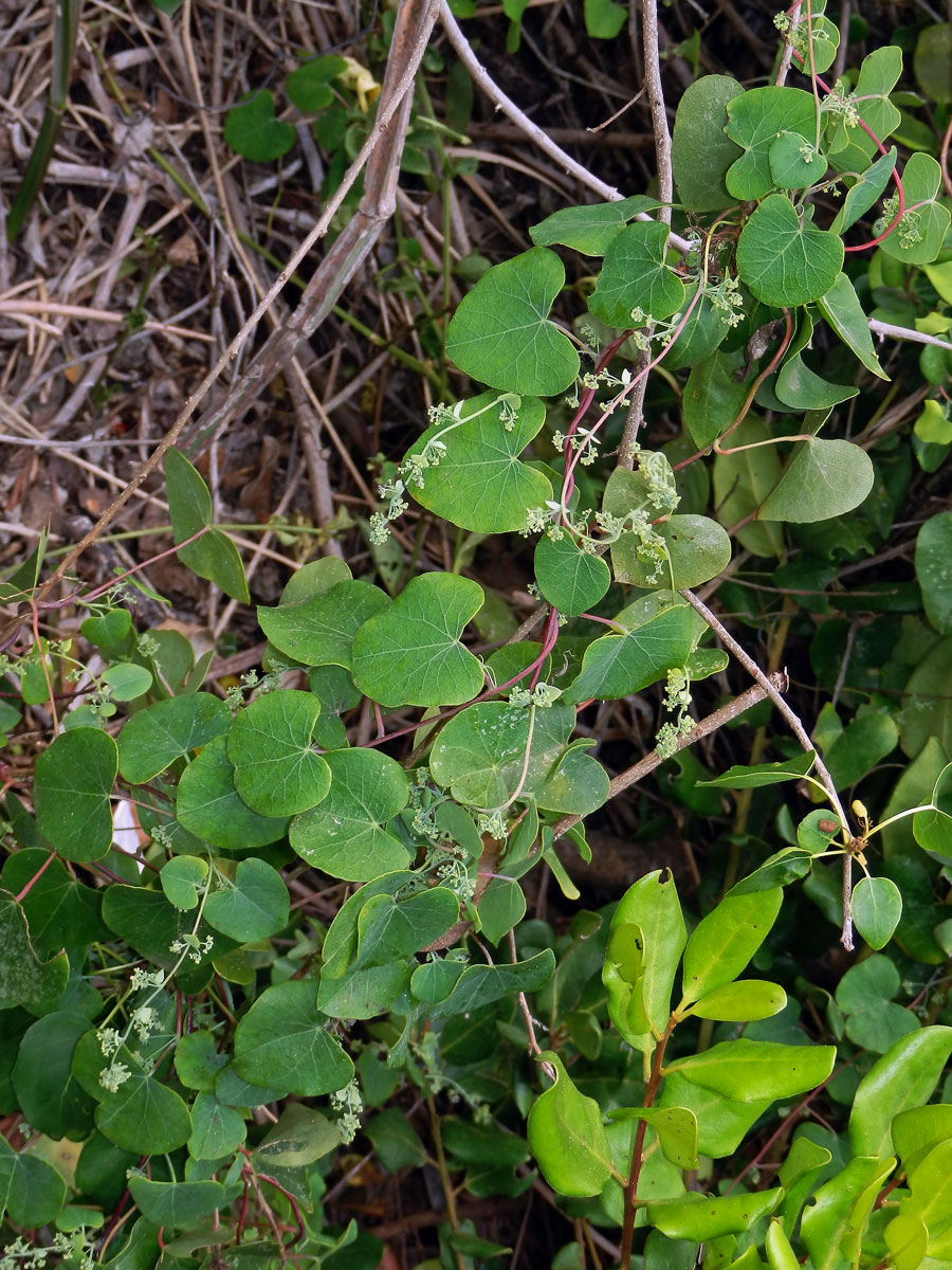 Cissampelos pareira Linn.