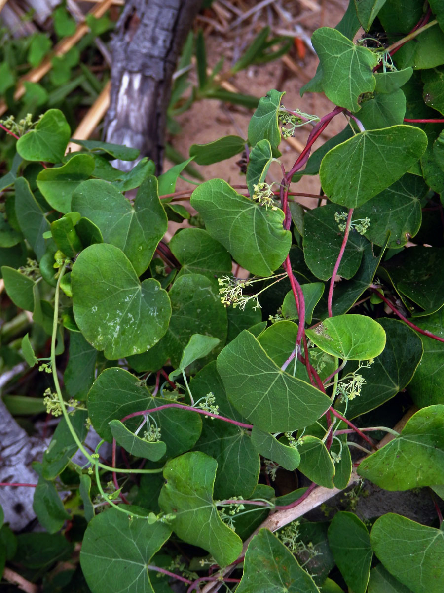 Cissampelos pareira Linn.