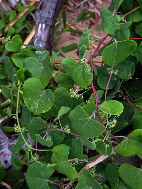 Cissampelos pareira Linn.