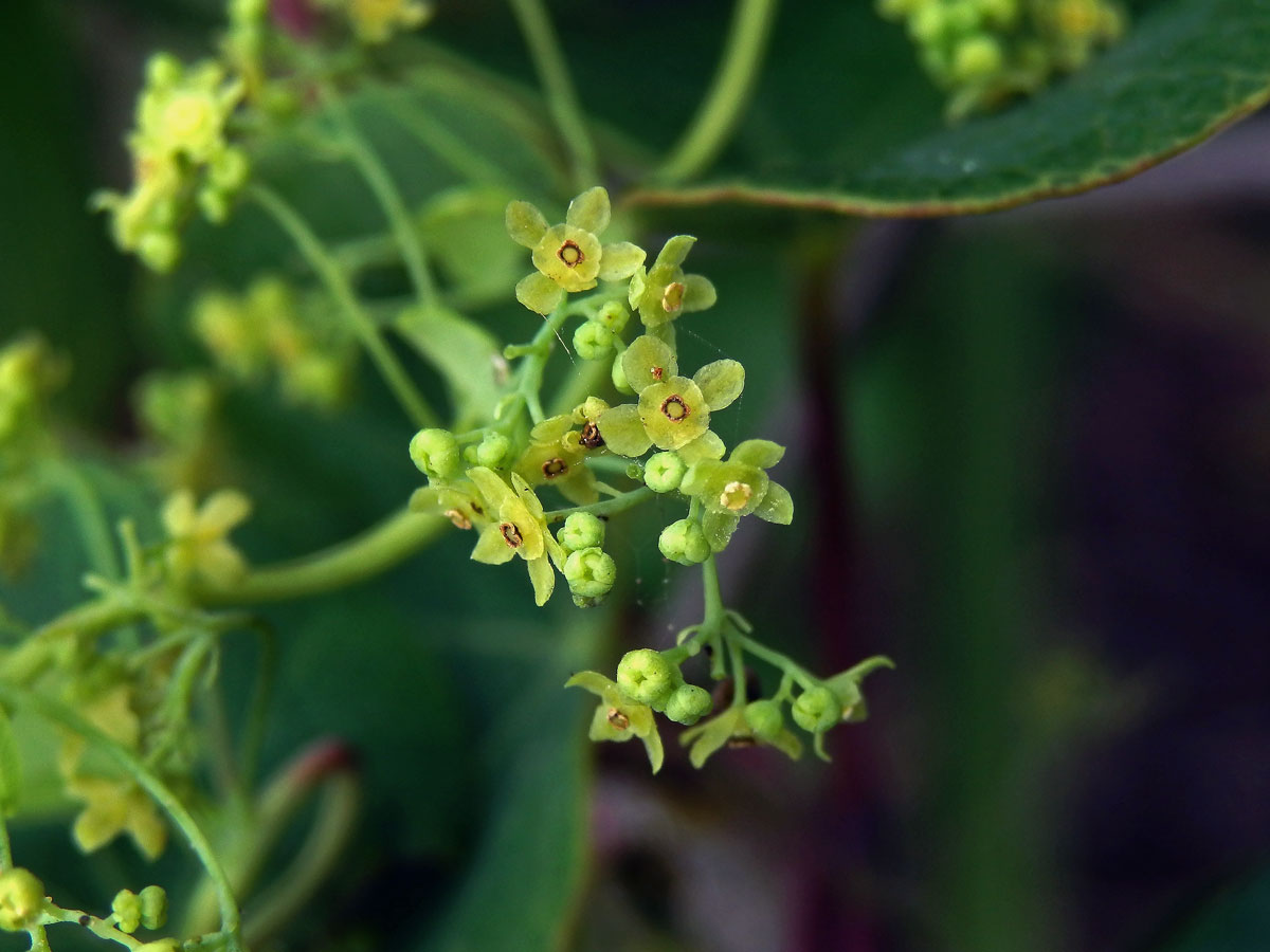 Cissampelos pareira Linn.