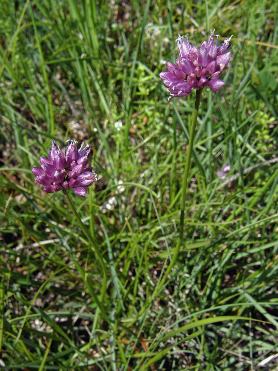 Česnek šerý horský (Allium senescens L., subsp. montanum (Fries) Holub)