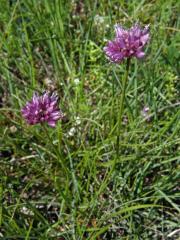 Česnek šerý horský (Allium senescens L., subsp. montanum (Fries) Holub)