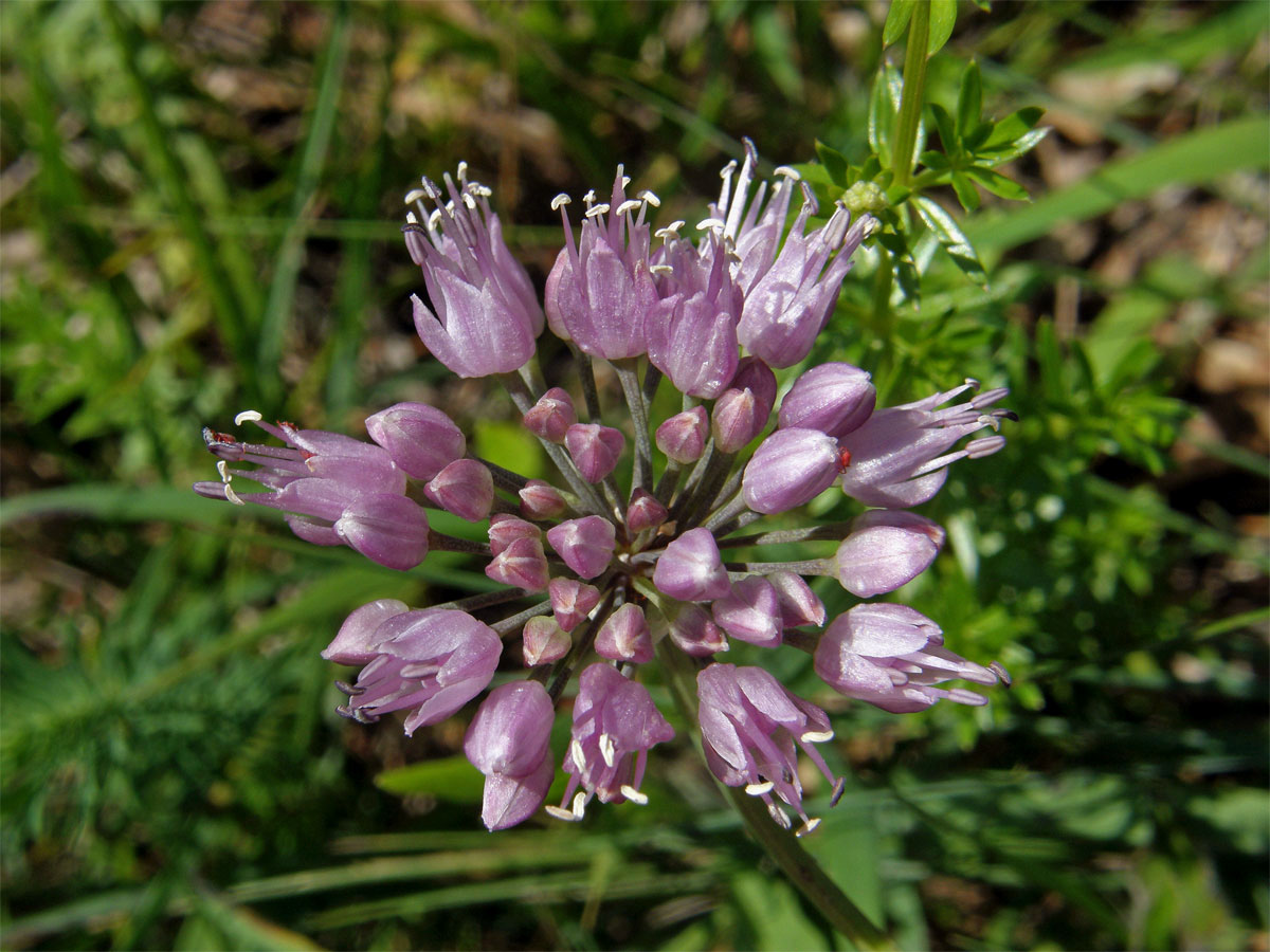 Česnek šerý horský (Allium senescens L., subsp. montanum (Fries) Holub)