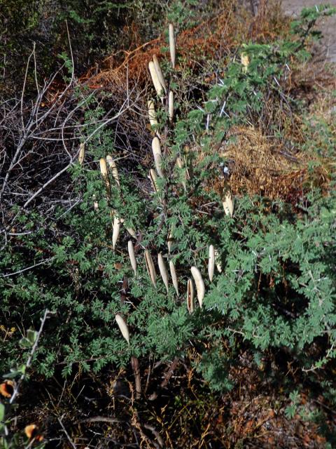 Akácie (Acacia hebeclada DC.)