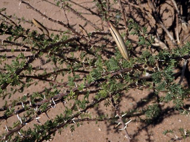 Akácie (Acacia hebeclada DC.)